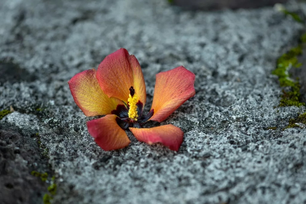 A Flor De Maga Flower resting on a bed of lava rock