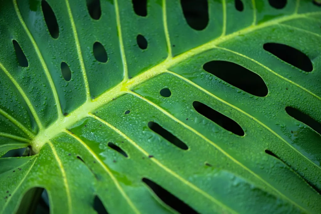 Vivid Green Monster Leaf