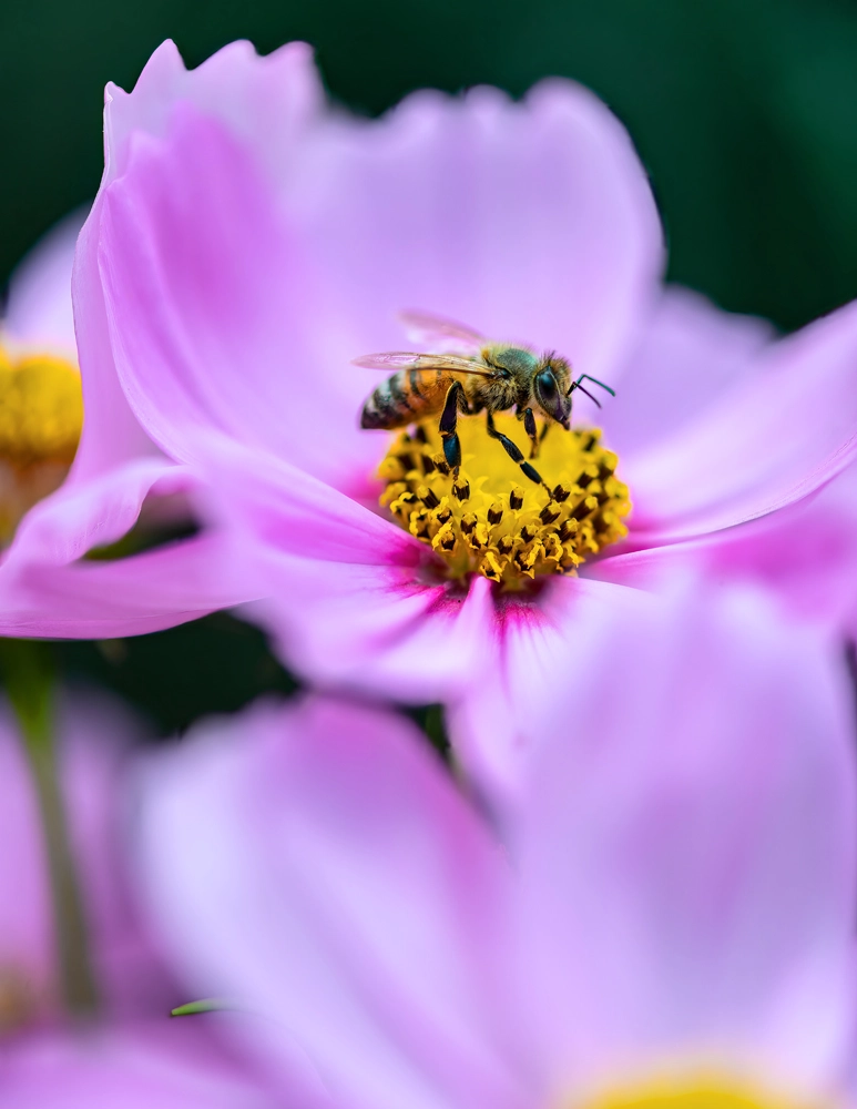 Macro view of a yellow bumble bee standing on top of a bright pink flower with yellow pollen in the middle- 