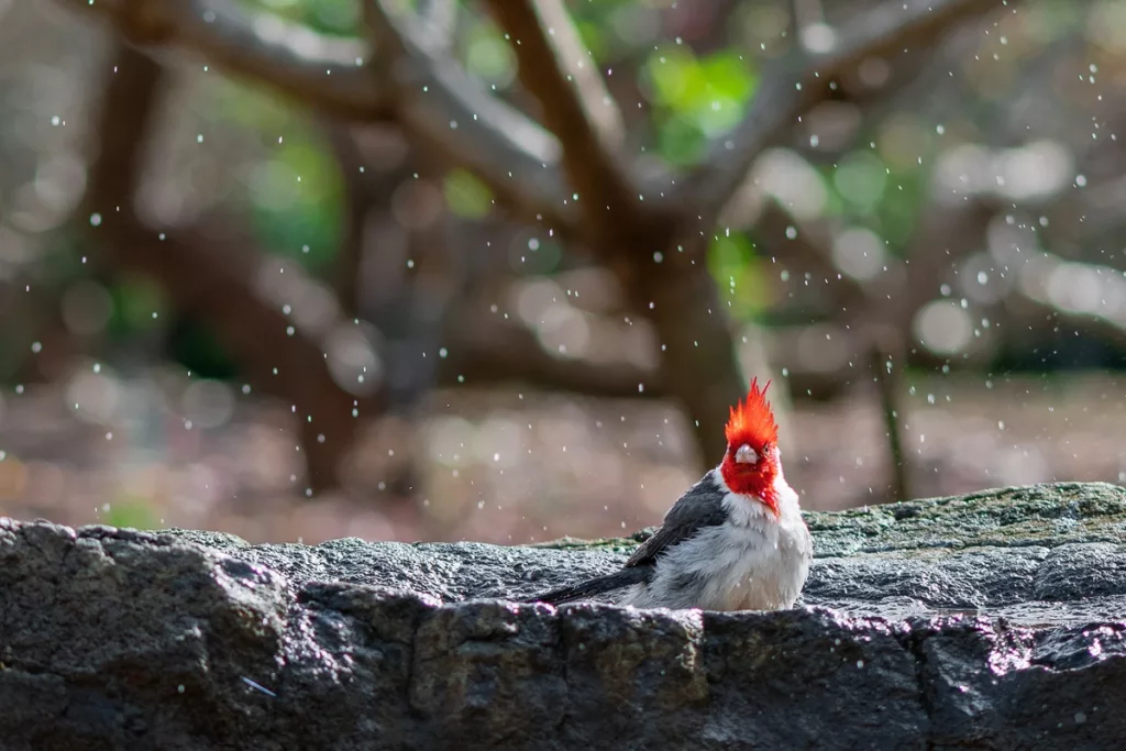 Small Cardinal Bird shaking its head after bathing inside a puddle of rain water that gathered on a large boulder. - Main Image for Tips for photographing Nature Blog Post