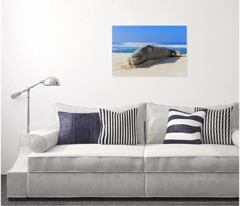 Dreaming Hawaiian Monk Seal by Raymond Enriquez Photography. Hawaii Real Estate and Art