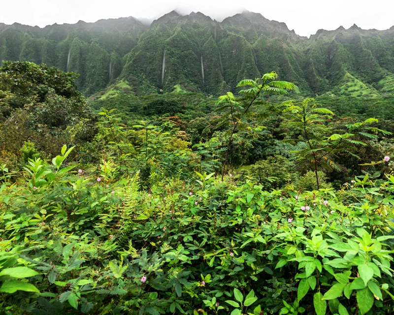View of Ko'olau mountains flowing with multiple waterfalls at Ho'omaluhia Botanical Gardens